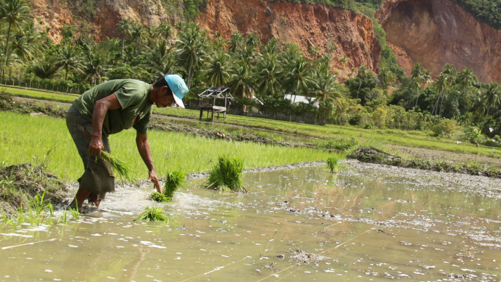  Keren  30 Gambar  Petani  Menanam Padi Di Sawah Pemandangan 