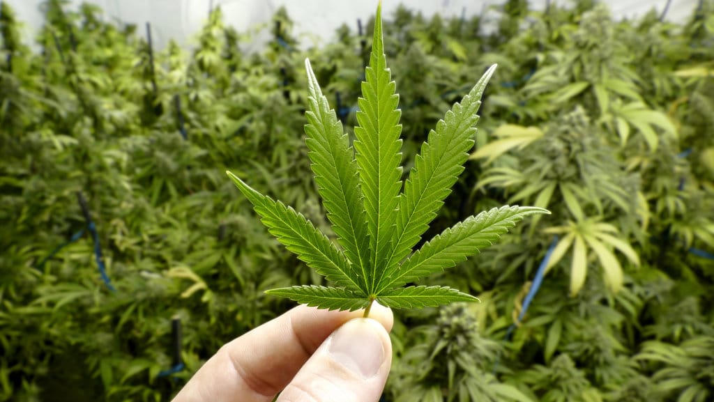 GANJA DI INDONESIA