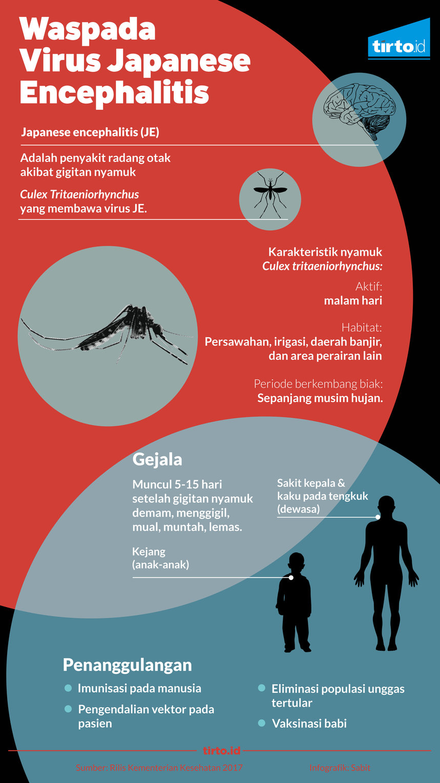 Infografik Waspada Virus Japanese encephalitis