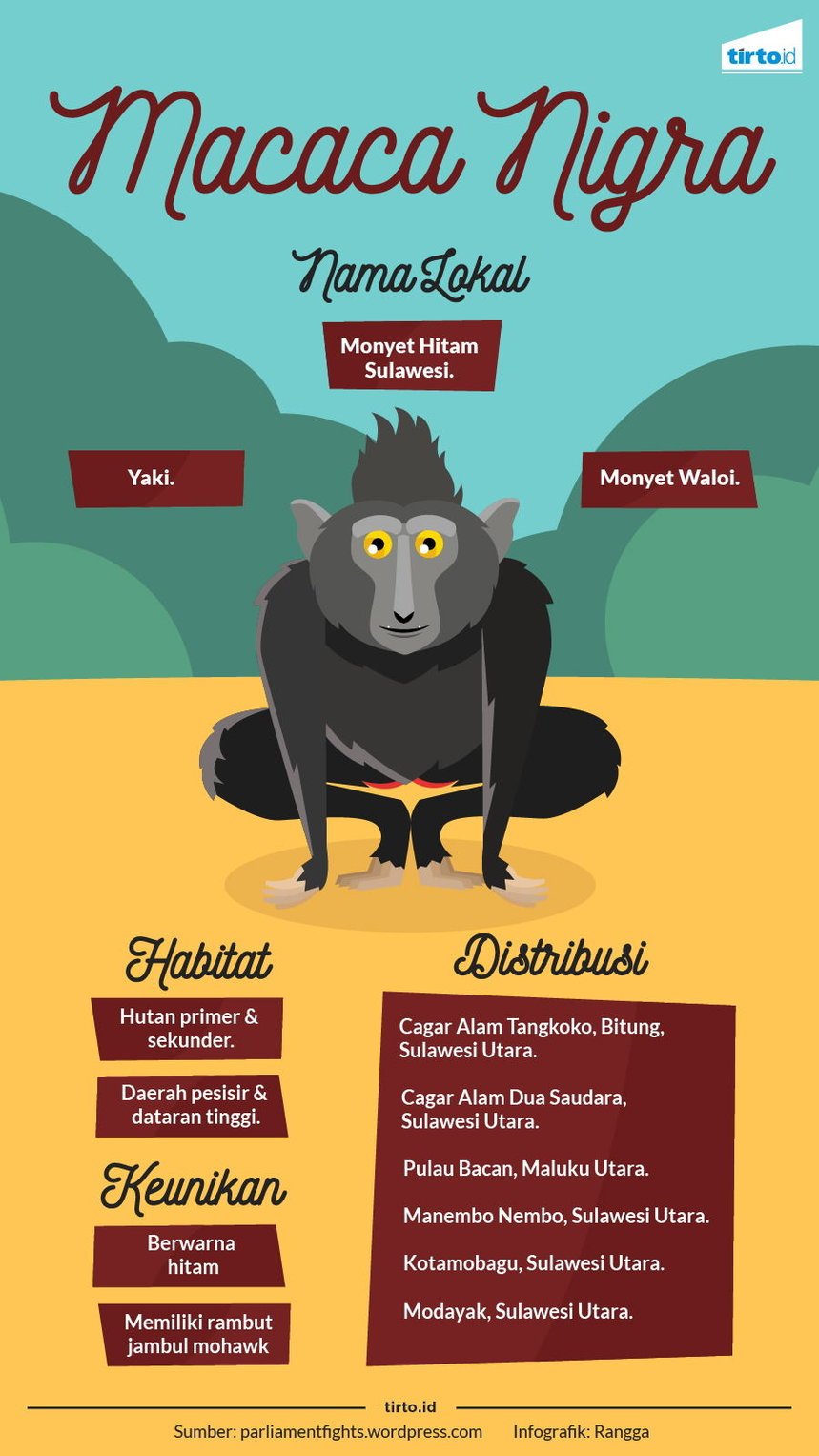 Infografik Macaca Nigra