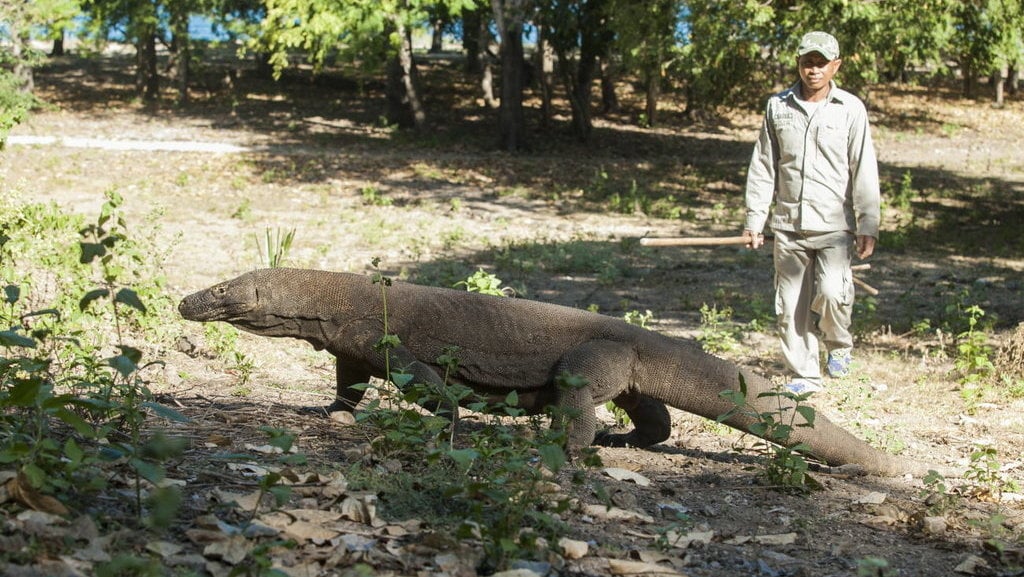 WISATA PULAU KOMODO