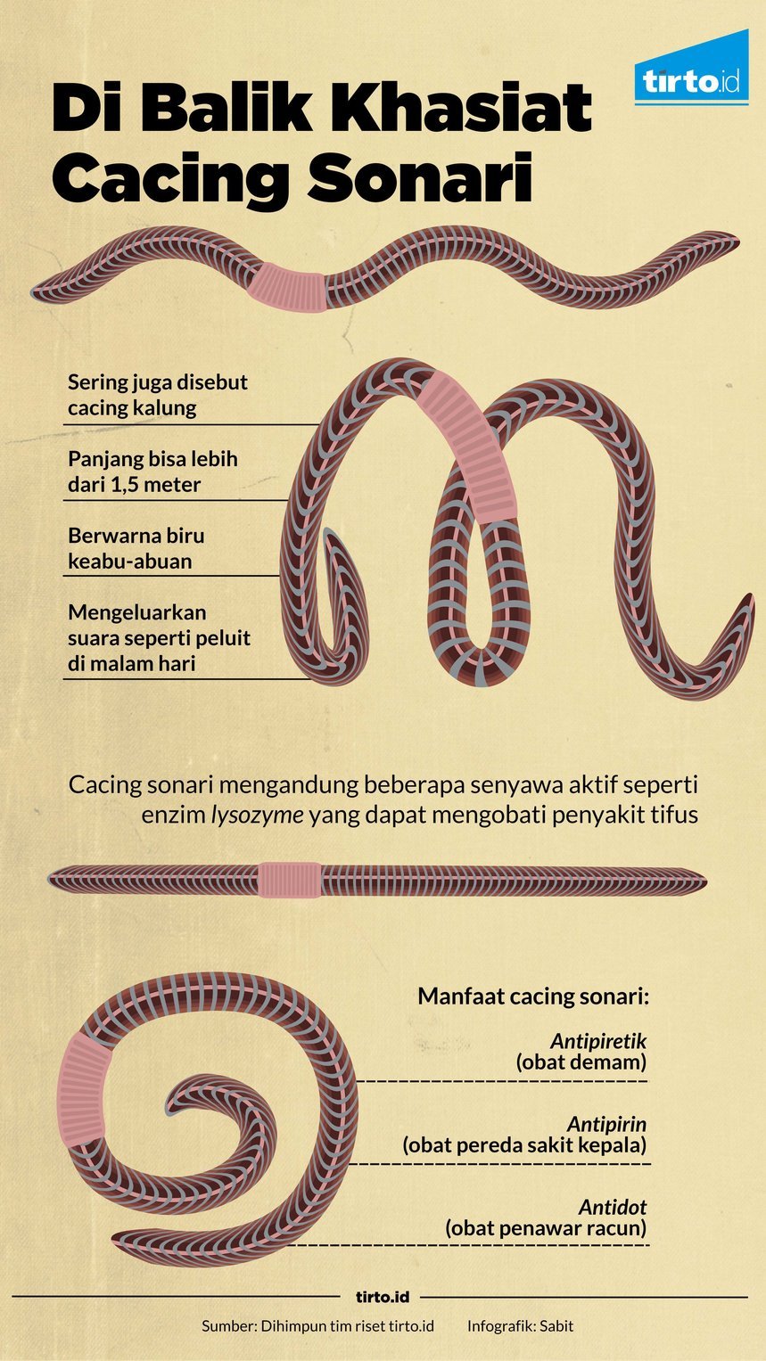 Infografik Cacing Sonari
