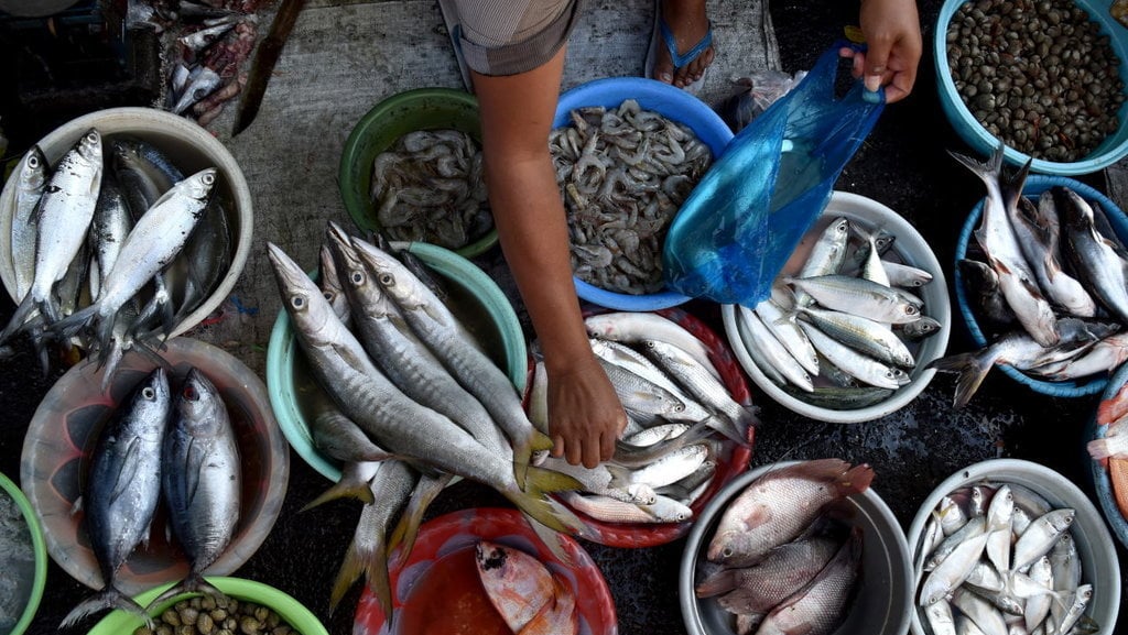 HARGA IKAN LAUT NAIK