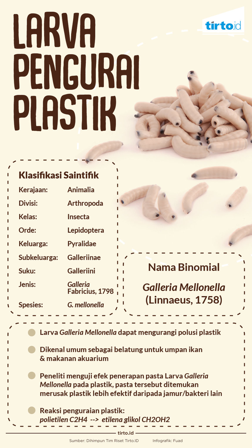 Infografik Larva pengurai plastik