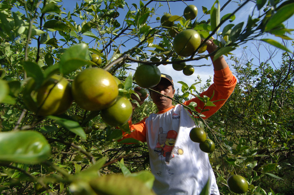HARGA JERUK TURUN