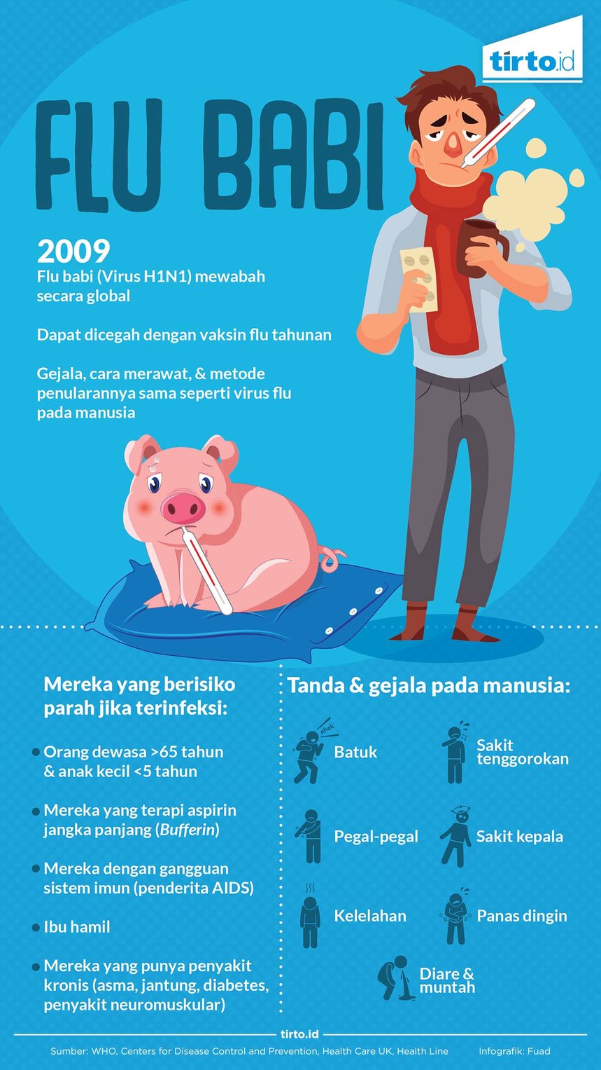 infografik flu babi