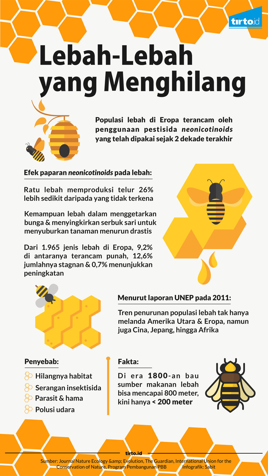 Infografik Lebah-Lebah yang Menghilang