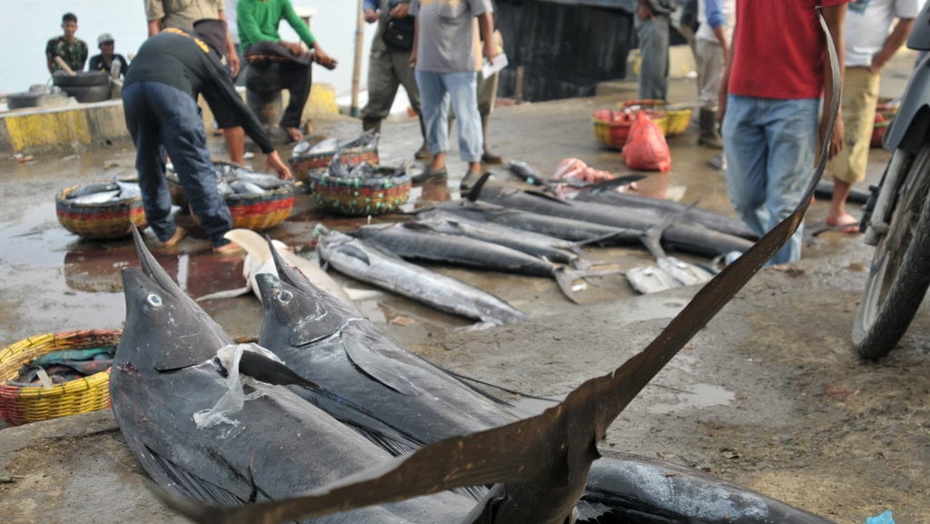 Nelayan melelang ikan marlin