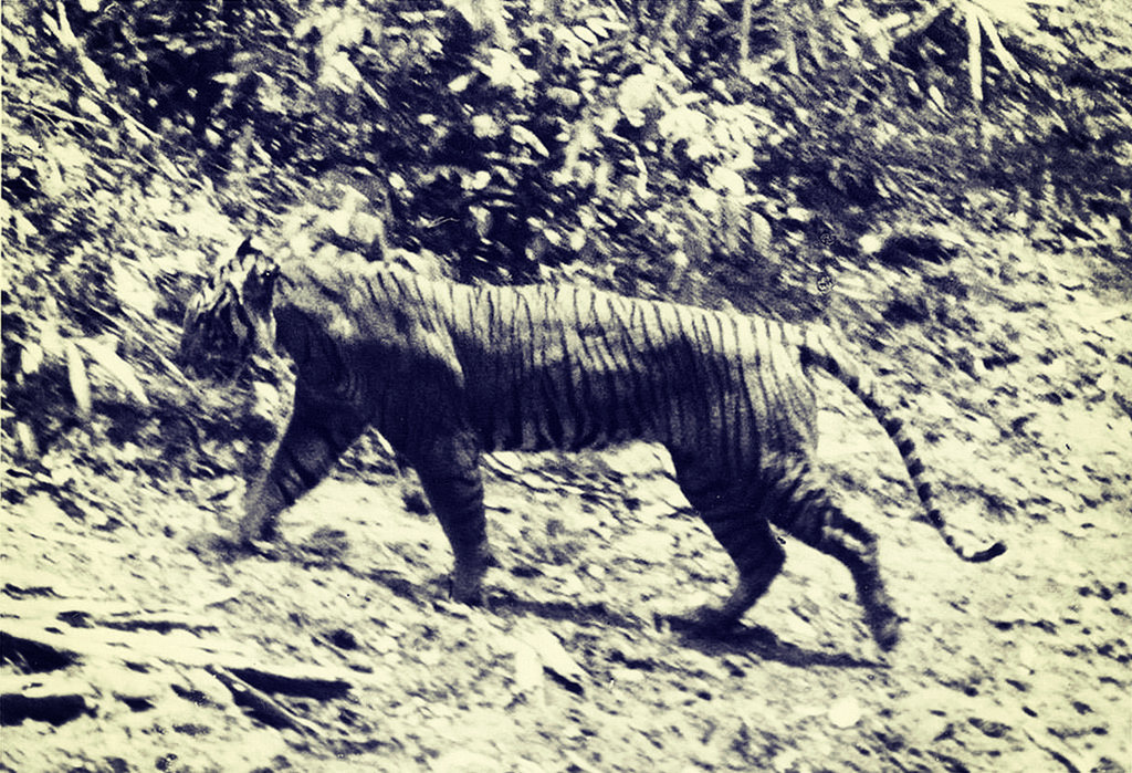 Usaha Usaha Mencari Harimau Jawa Tirto Id