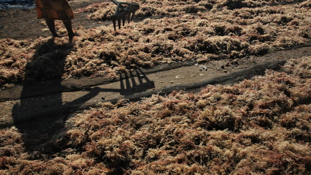 HARGA RUMPUT LAUT