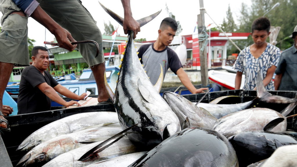 IKAN TUNA KUALITAS EKSPOR