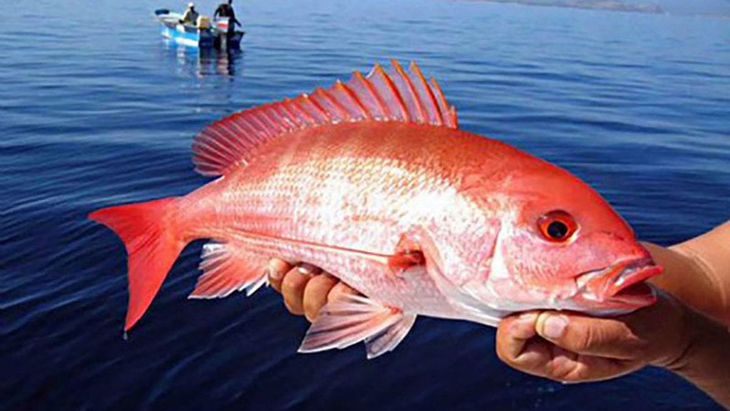 Ikan Kakap Merah