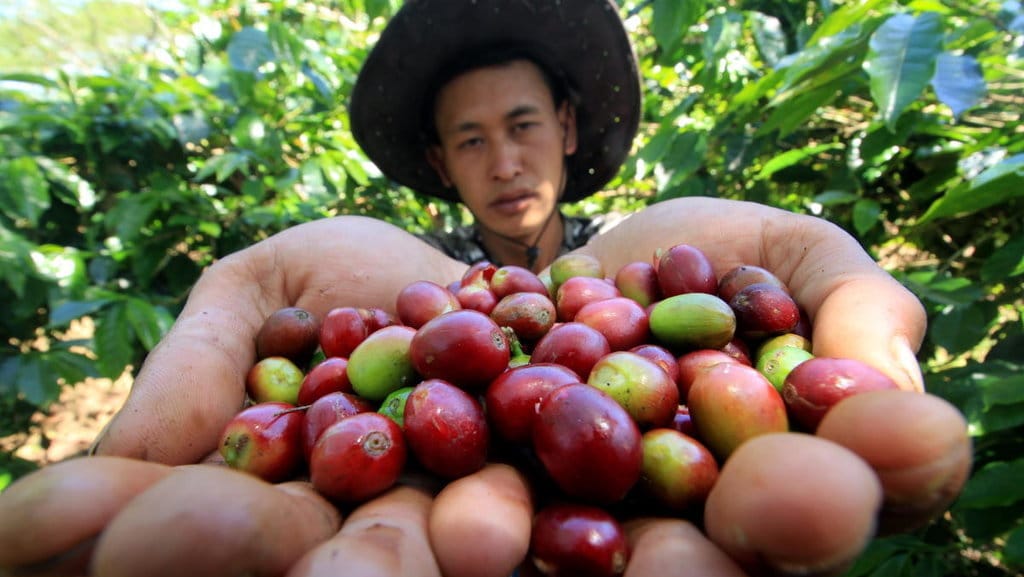 PANEN KOPI ARABIKA GAYO