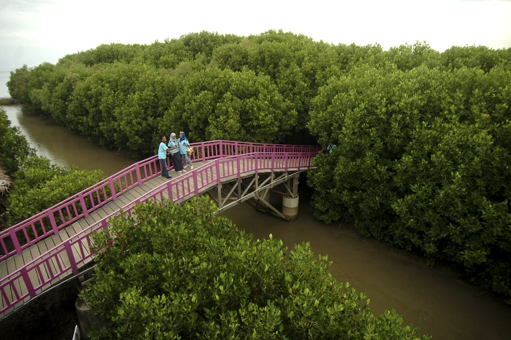 Nama lain hutan mangrove adalah