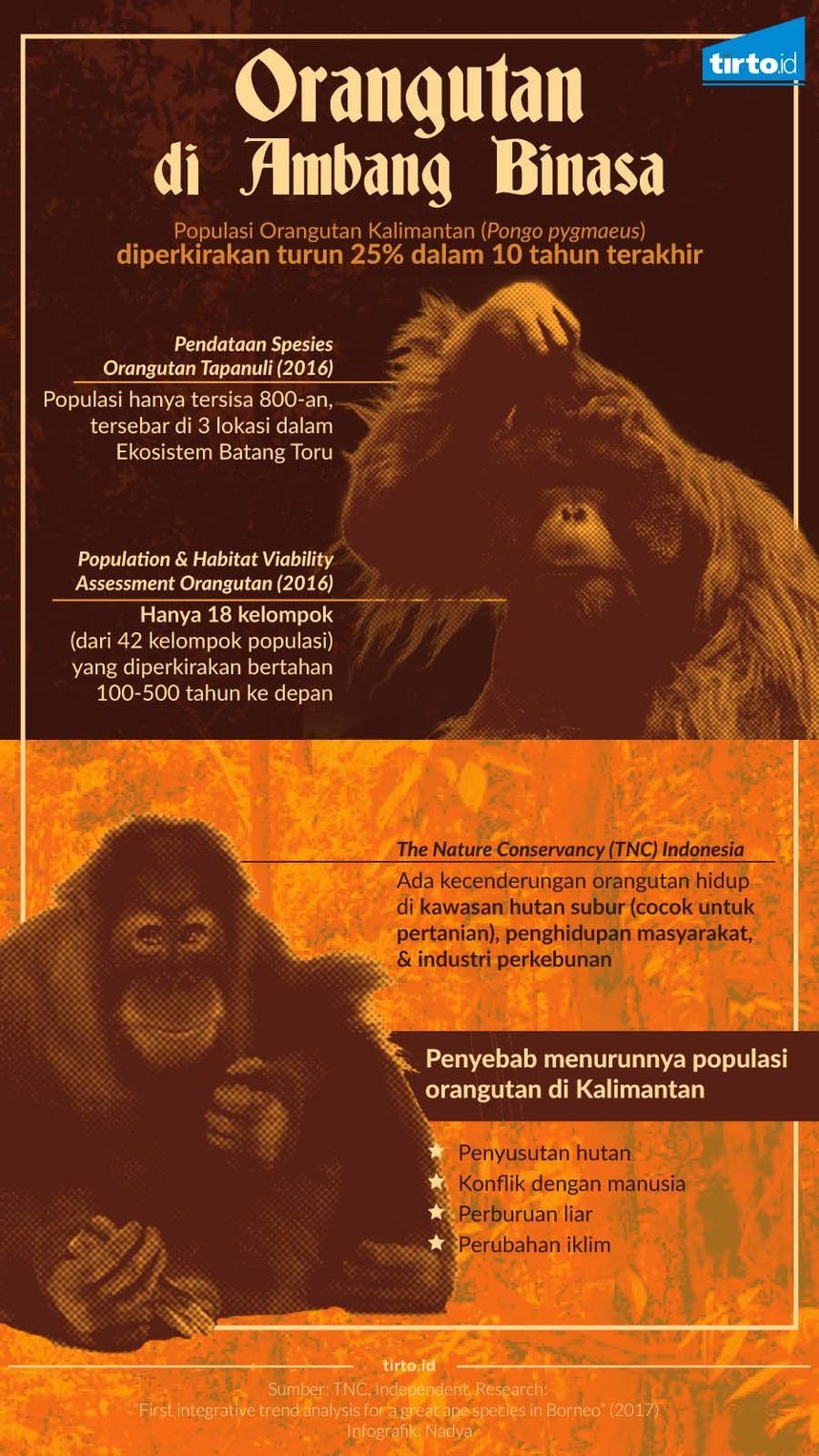 Infografik Orangutan