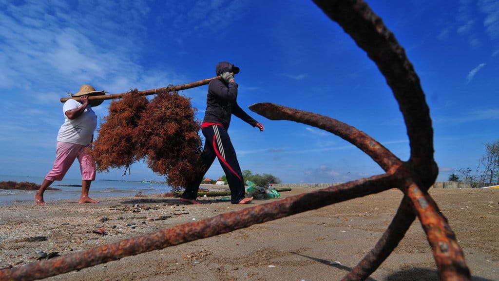 BANTUAN BIBIT RUMPUT LAUT