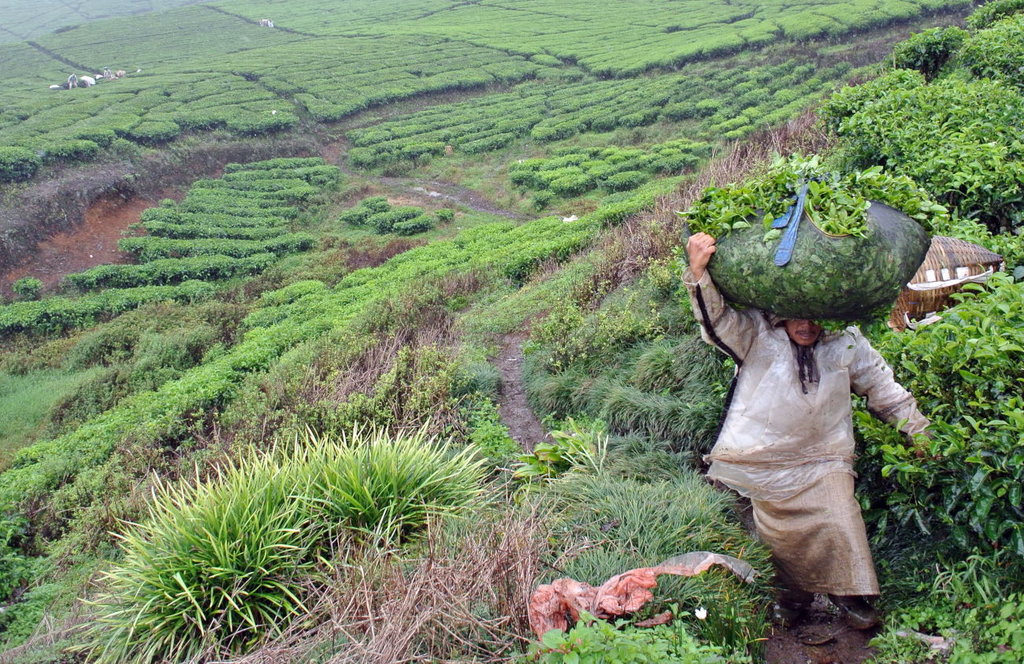 PRODUKSI TEH PTPN