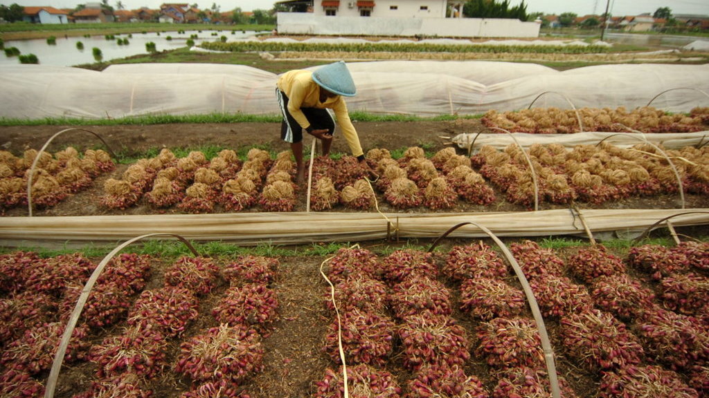 Harga Jatuh, Pemerintah Minta Bulog Serap Hasil Panen 