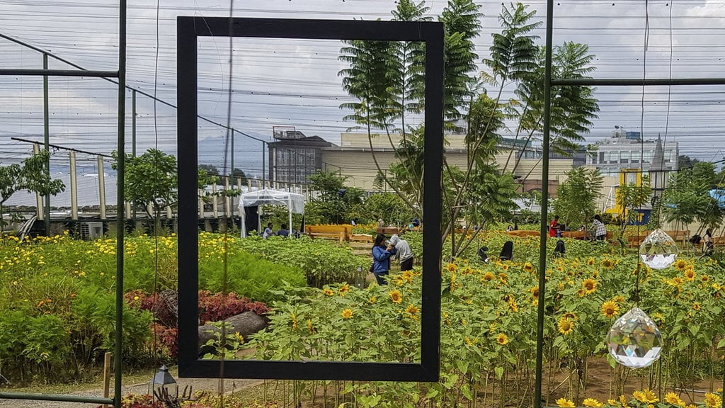 SKY GARDEN BUNGA MATAHARI