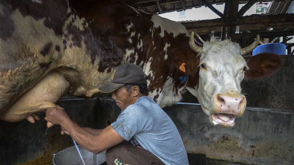 PRODUKSI SUSU SAPI PERAH MENURUN