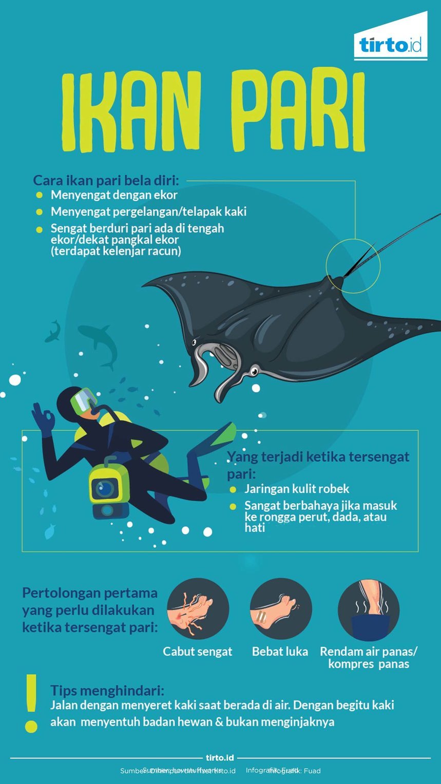 Infografik Ikan Pari Rev