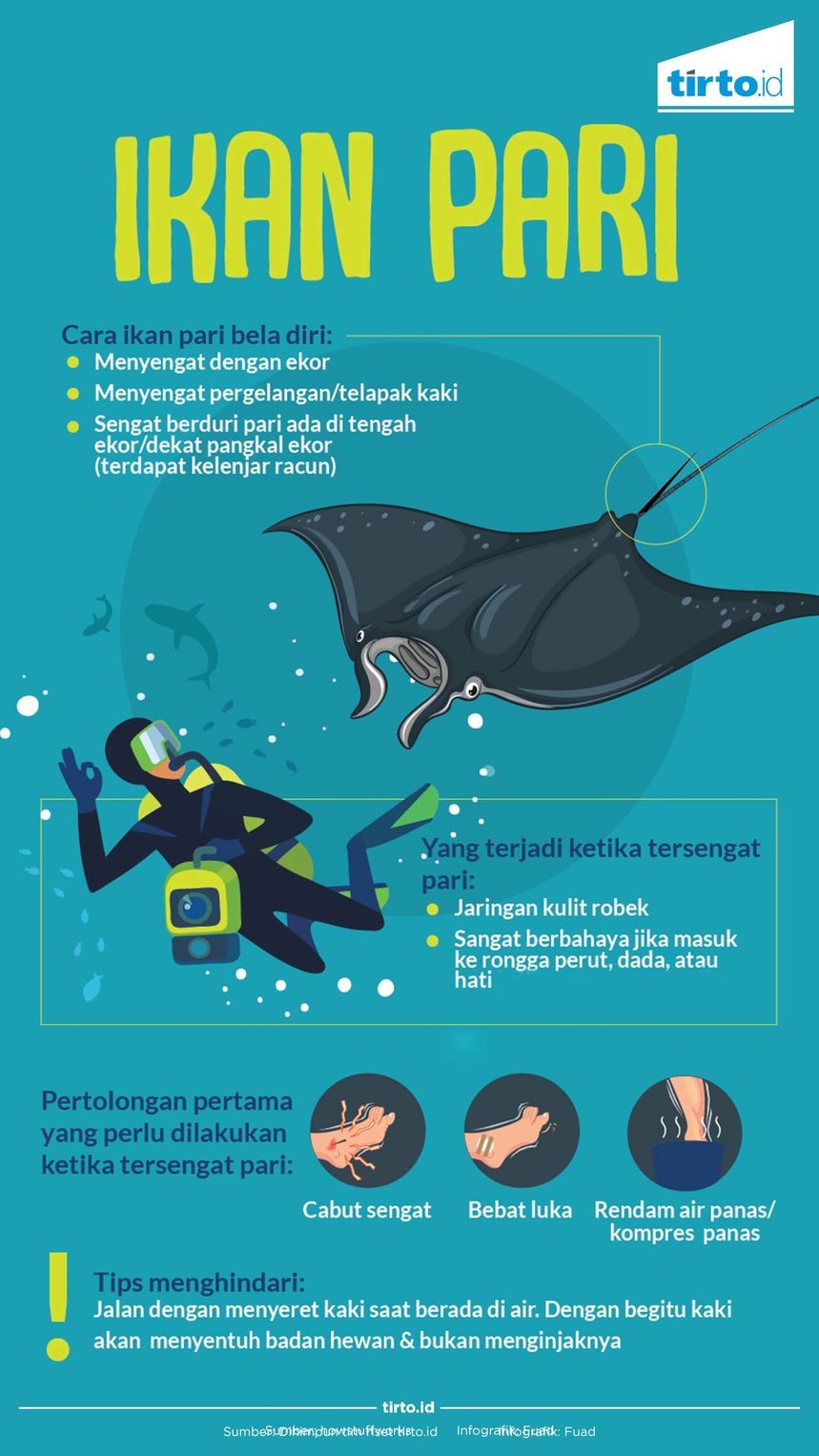 Unduh 6600 Gambar Hewan Ikan Pari Paling Bagus 