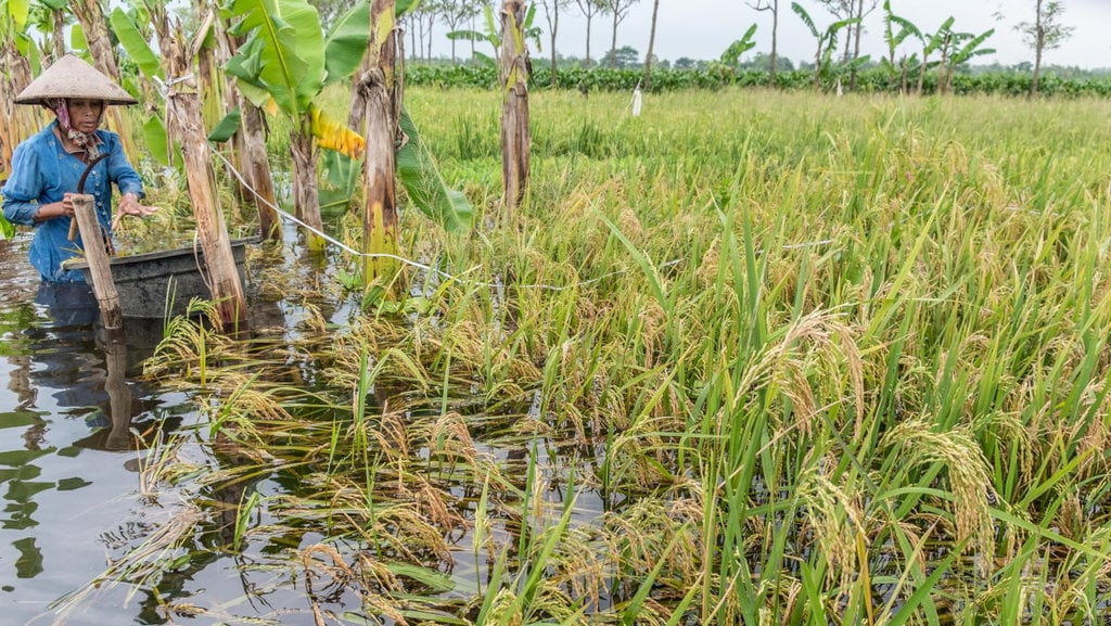 SAWAH TERENDAM BANJIR DI DEMAK