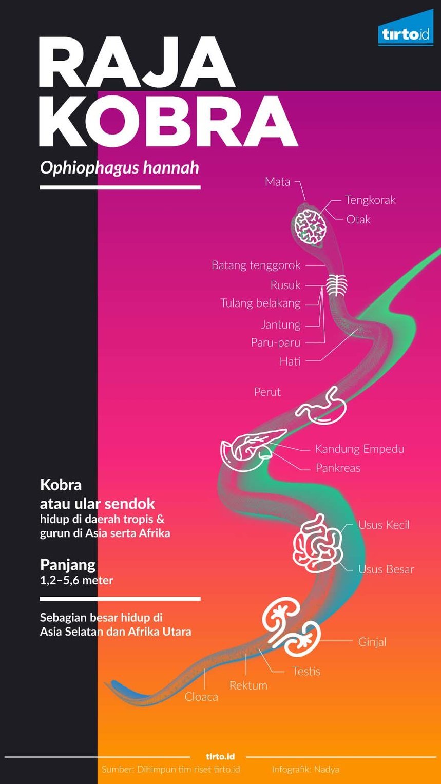 Infografik Raja Kobra