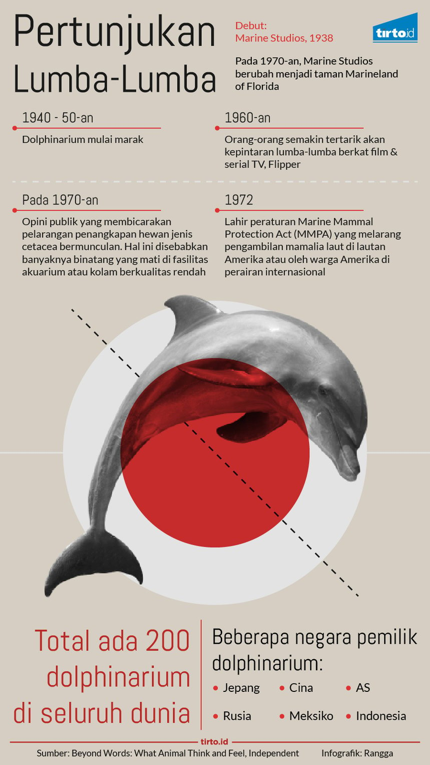 infografik pertunjukan lumba lumba
