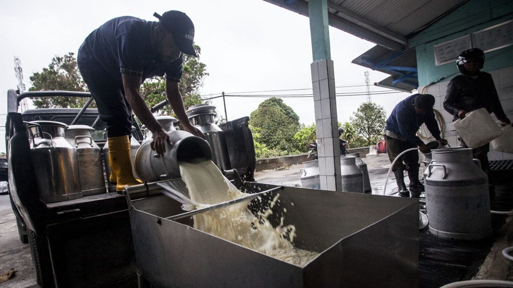 PETERNAK SUSU SAPI DI LERENG MERAPI