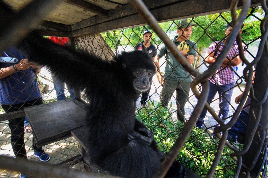 BKSDA GAGAL SITA SIAMANG