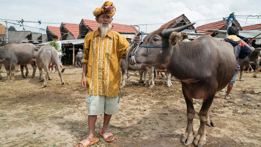 Pasar Kerbau Bolu Toraja