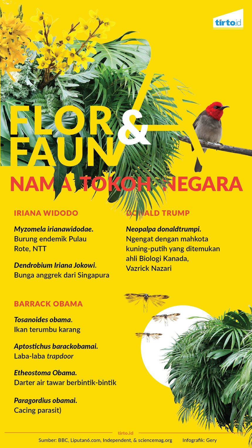 Infografik Flora Fauna