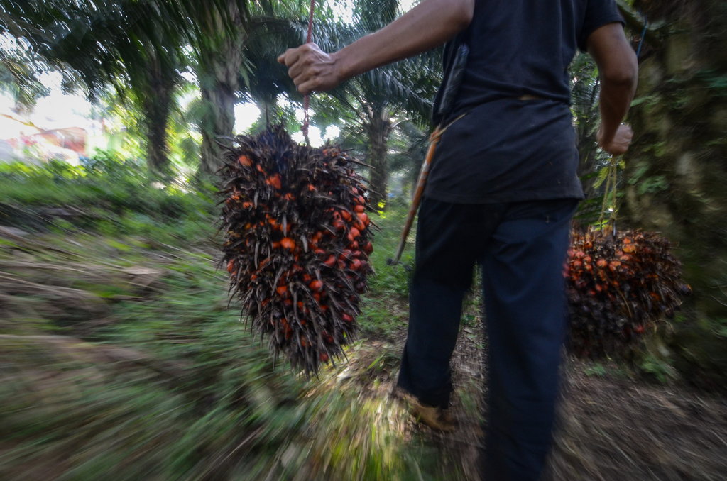 harga sawit hari ini