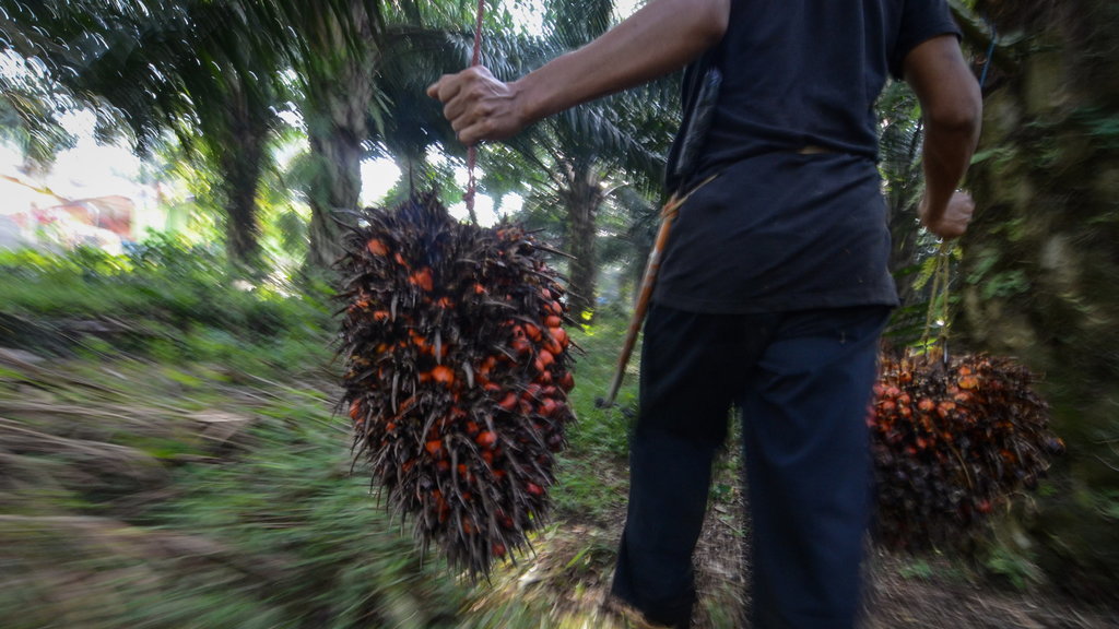 Minyak kelapa sawit menjadi industri makanan yang banyak diekspor ke negara