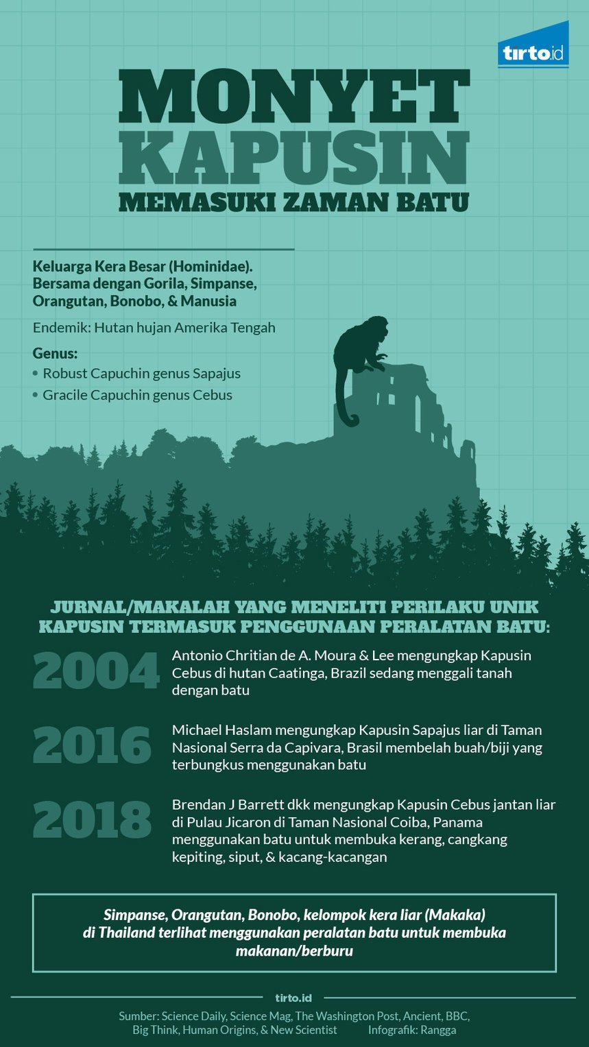 Infografik Monyet Kapusin Memasuki Zaman Batu