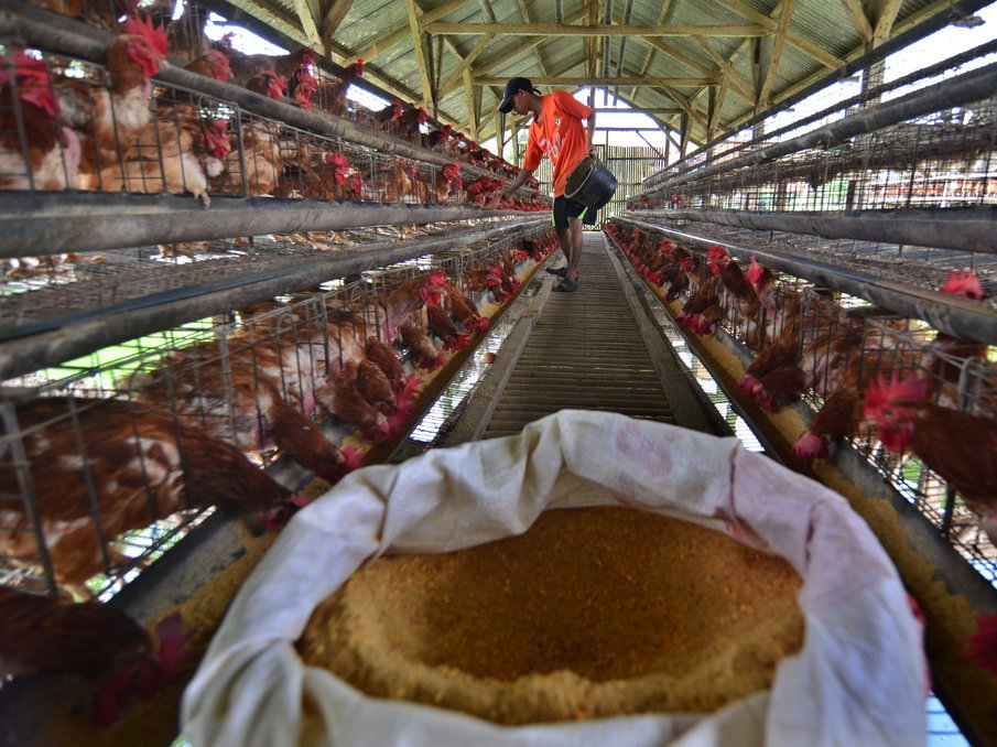 Peternak Ayam Keluhkan Kualitas Pakan Memburuk Tirto Id