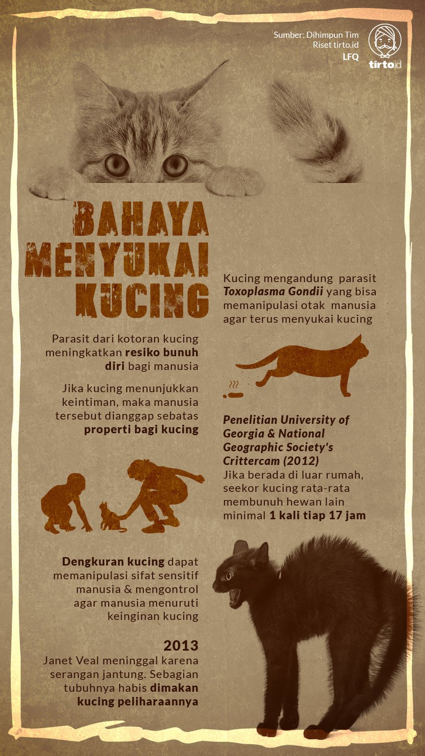 Mengapa Sebaiknya Anda Tidak Lagi Menyukai Kucing Tirto Id