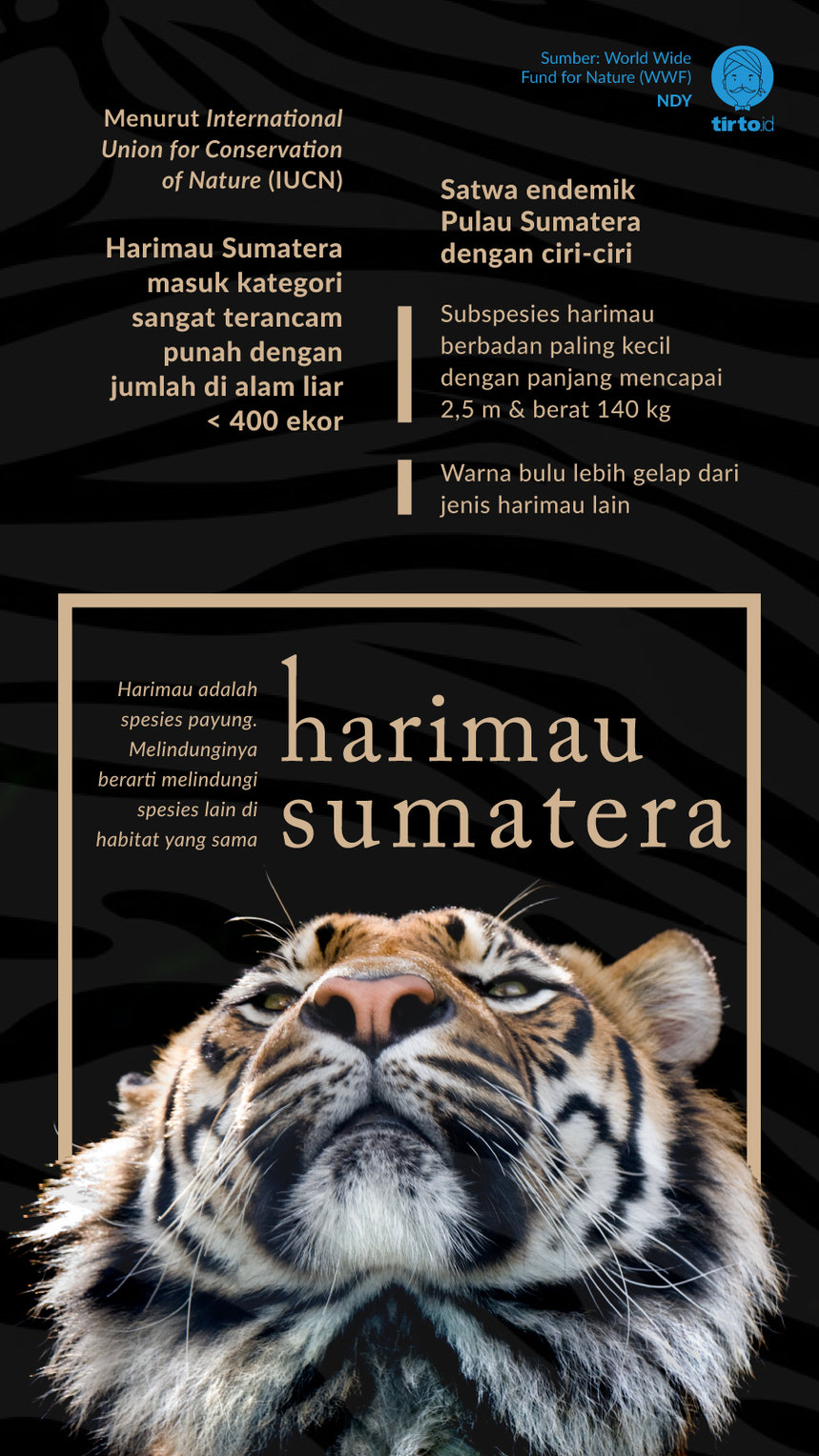 Infografik Harimau Sumatera