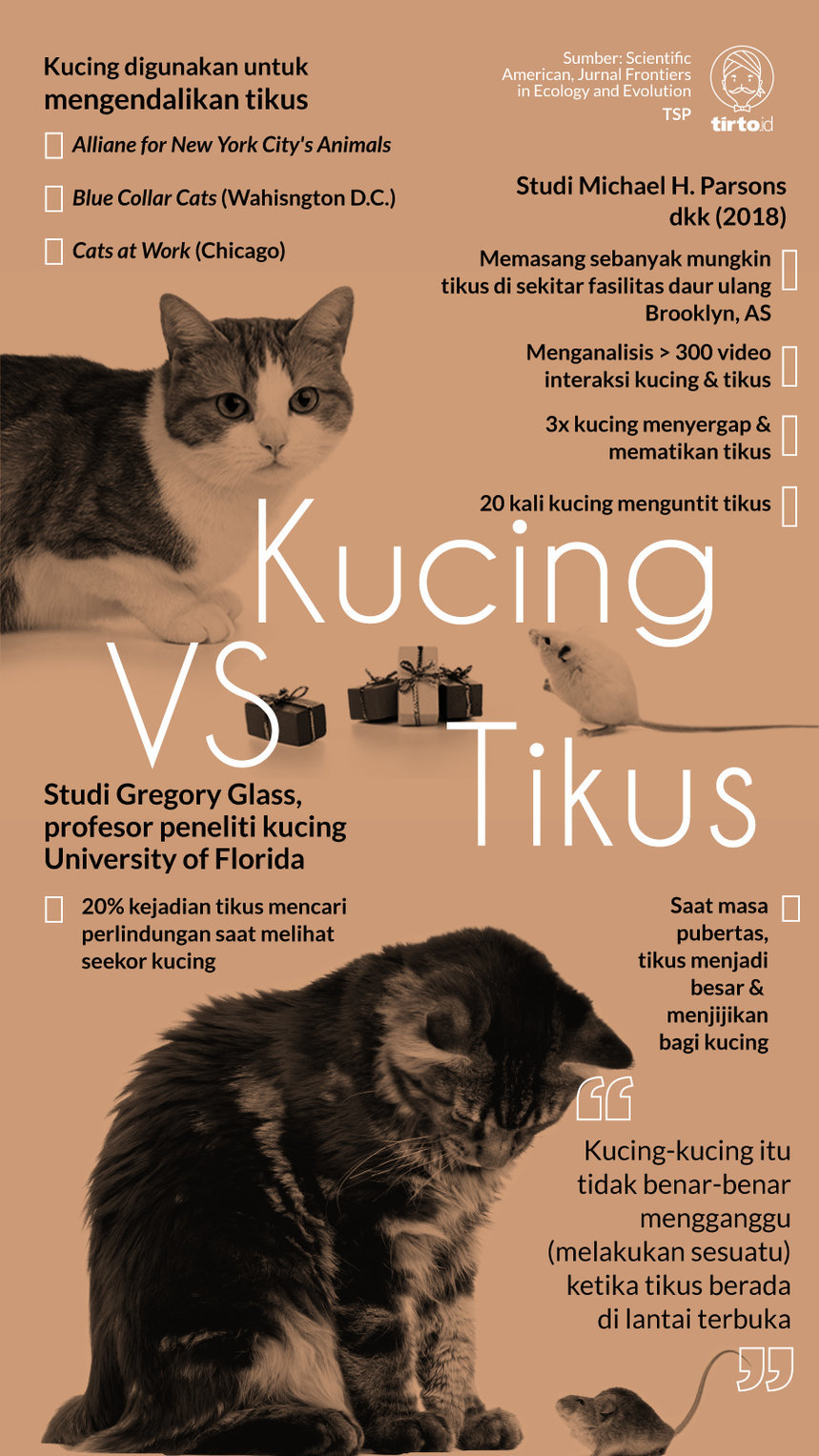 Infografik Kucing vs Tikus