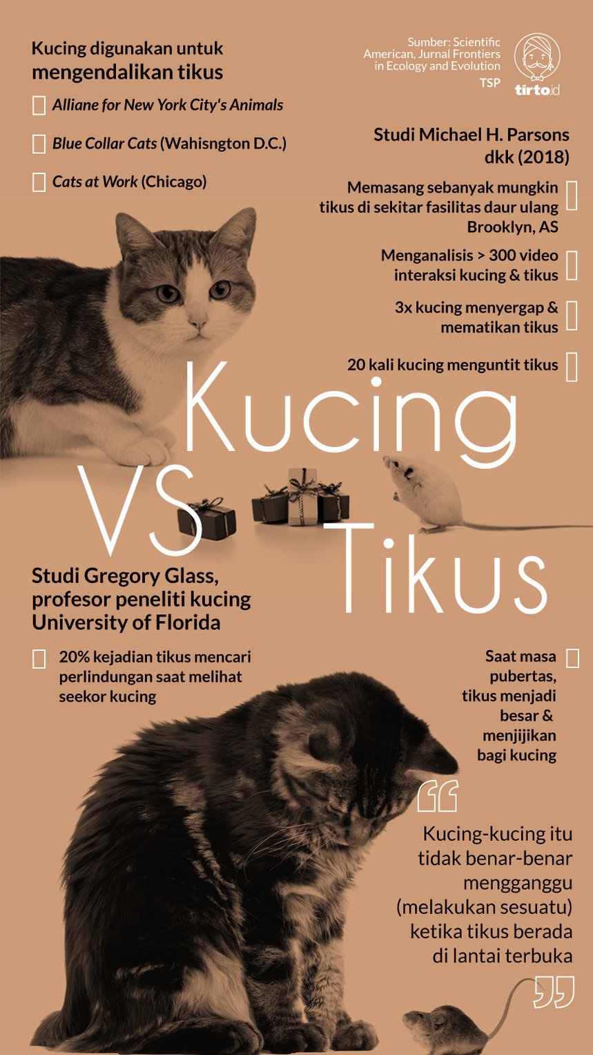 Kucing Ternyata Tak Efektif Jadi Musuh Tikus