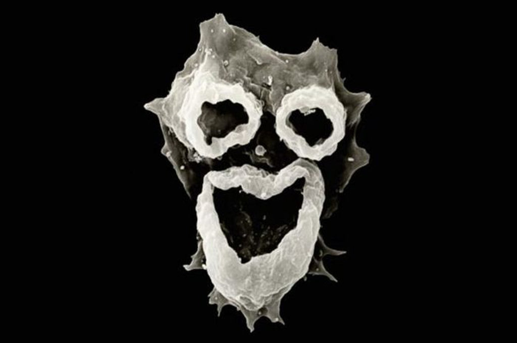 Where Is Where Amuba Adalah