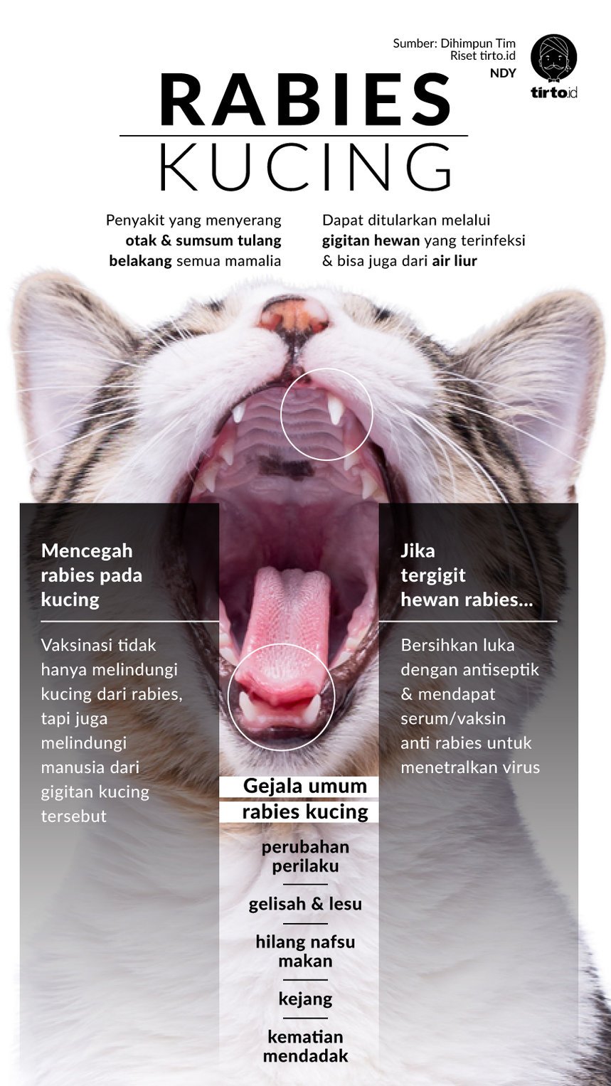 Infografik Rabies Kucing