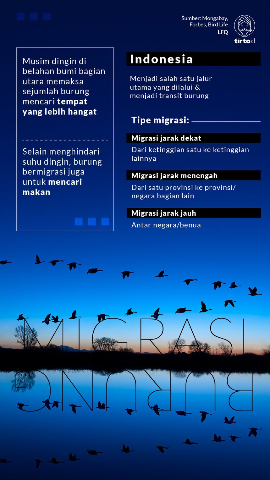 Infografik Migrasi Burung 