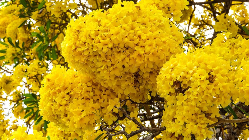Pohon Tabebuya