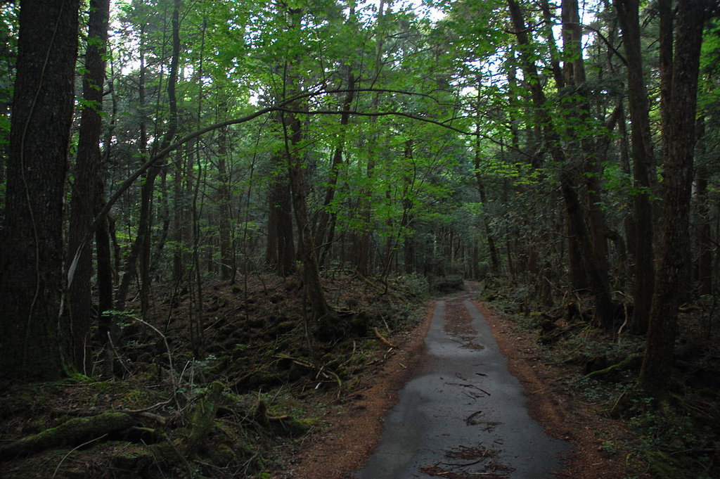 Qory Gore Dan Perilaku Tak Pantas Di Hutan Aokigahara Tirto Id