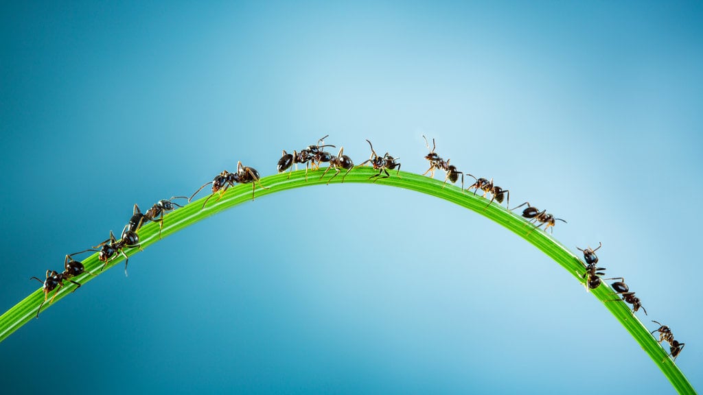 Ilustrasi koloni semut