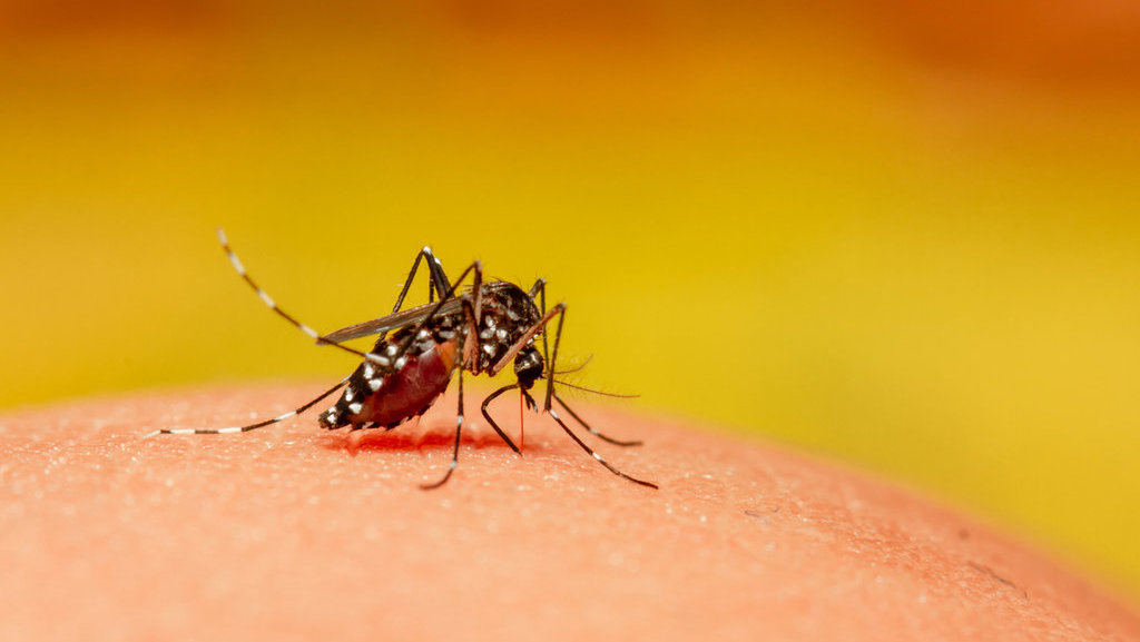 Cara Usir Nyamuk Untuk Cegah Dbd 3m Plus Dan Gunakan Losion Alami Tirto Id