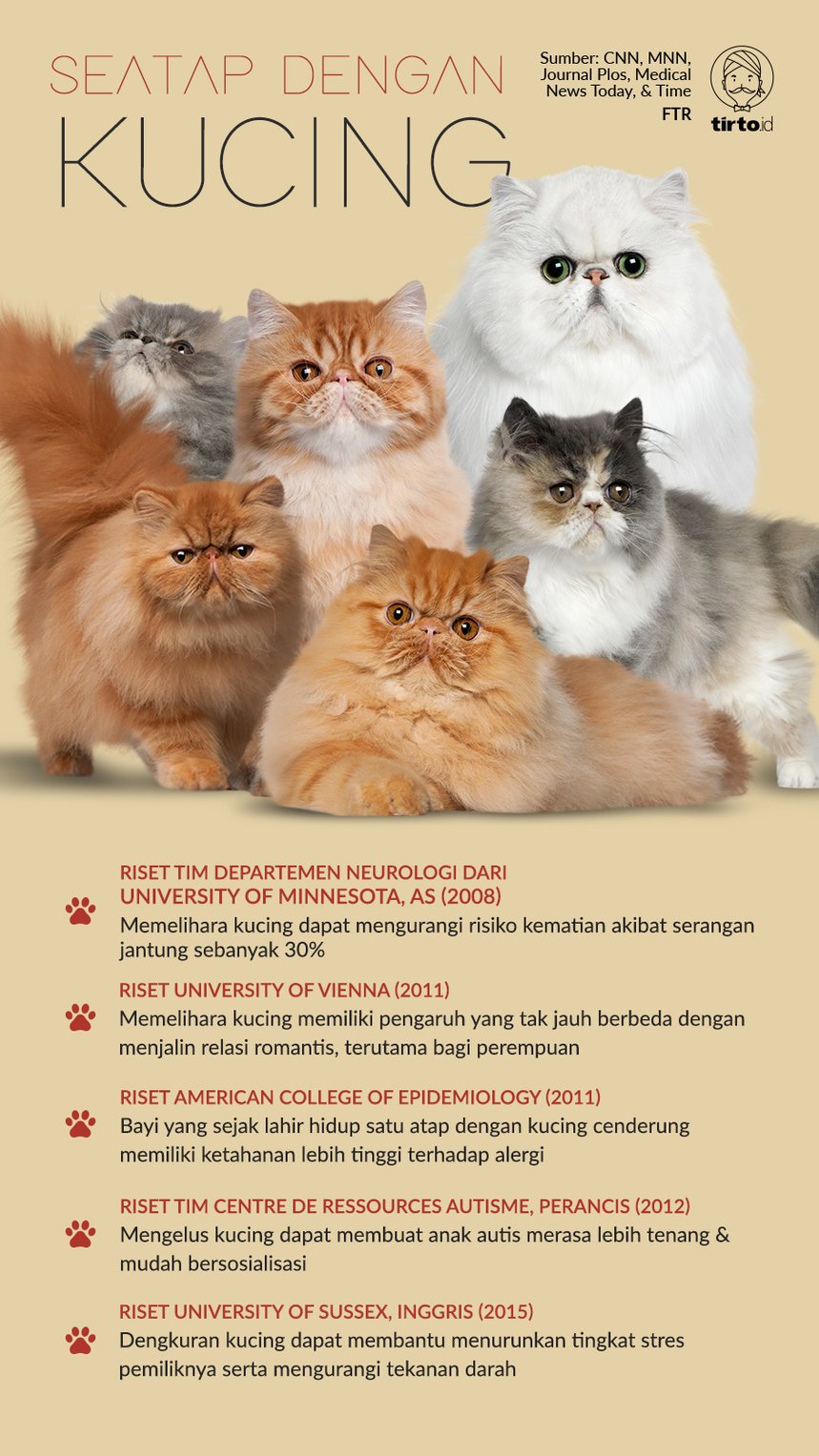 Infografik Seatap Dengan Kucing