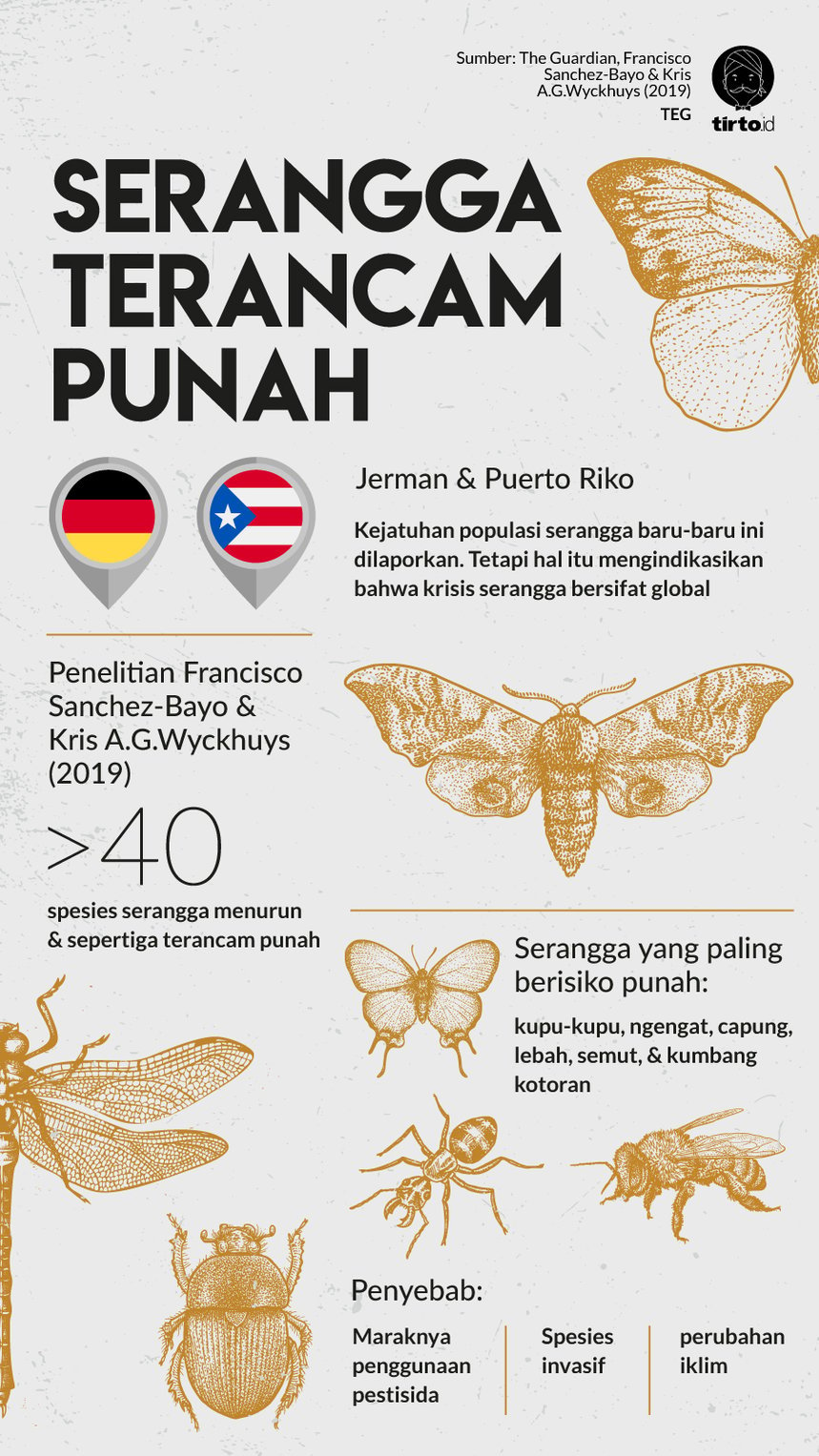 Infografik Serangga Terancam Punah